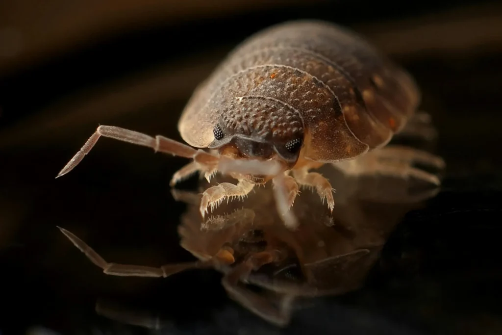 Bed-Bug-Treatment - Freeport Pest Control Pros | Freeport, NY | 516-518-6358